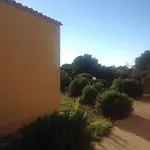 Ambra